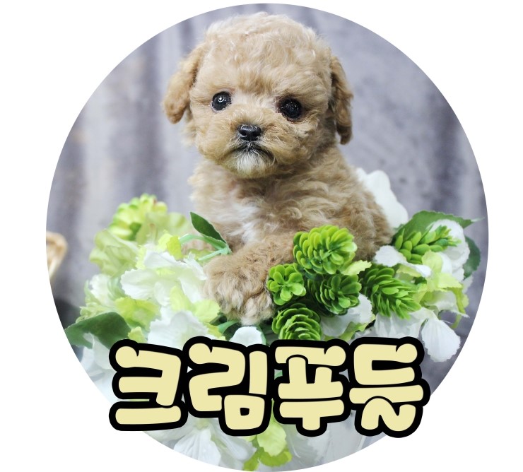  몽냥몽냥 크림푸들분양 정보!!(크림푸들분양가격,크림푸들특징,크림푸들성격)