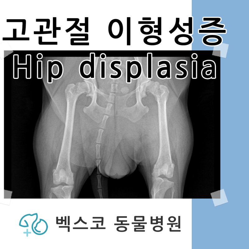 강아지 고관절 이형성증 해운대 동물병원 벡스코동물병원 센텀 동물병원 센텀시티 동물병원....