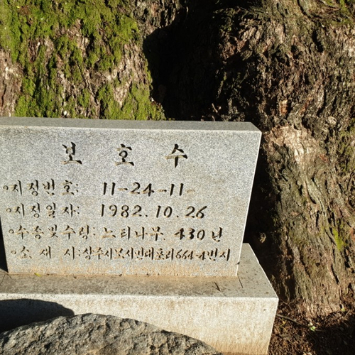  느티나무 그늘 도마 용인 느티나무도서관