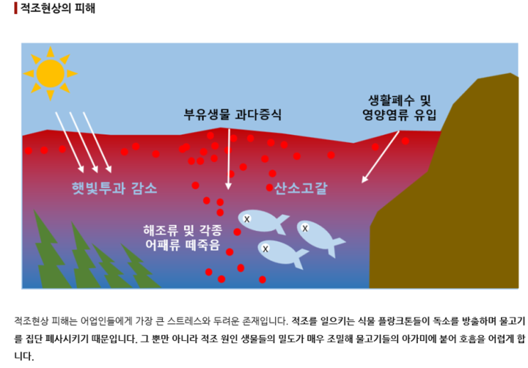 수질오염학/해양/해양생태계/적조