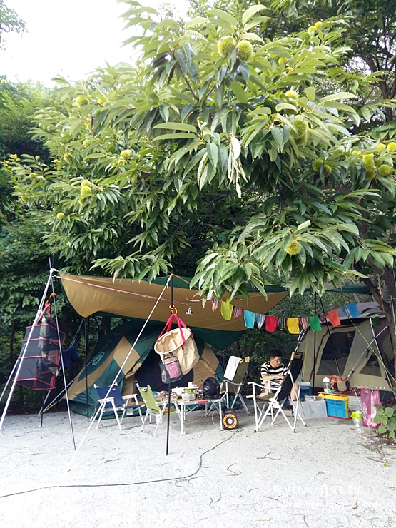 [7th 캠핑] 경기도 가평 캠핑장 캠핑어클락, 시원한 계곡과 나무그늘이 있어 8월 한여름 무더위도 끄떡 없어요.