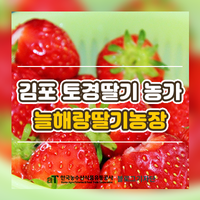  김포 토경딸기 농가 늘해랑딸기농장