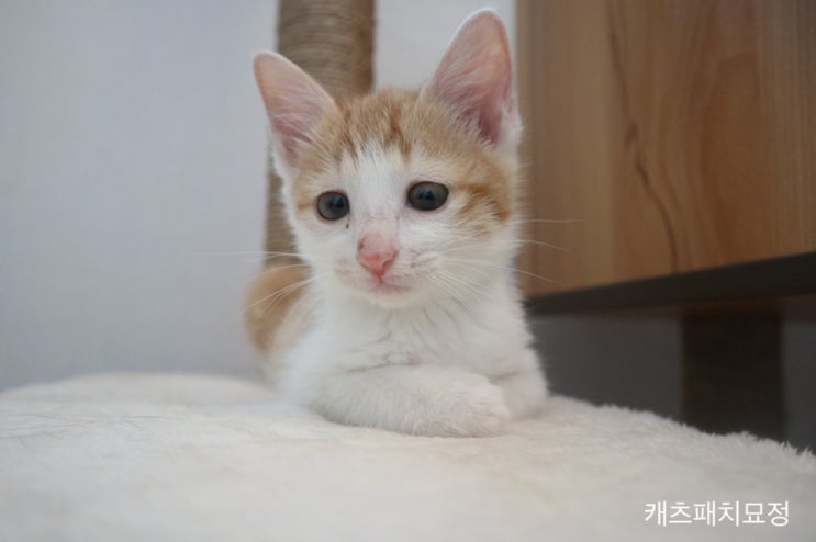  사이렌 라봉이는 더이상 없다