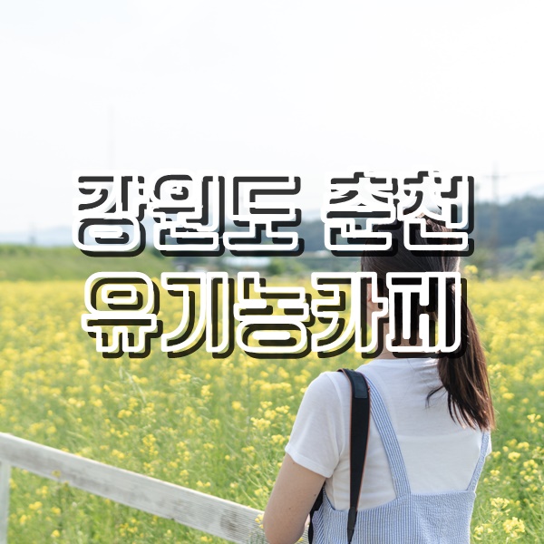  [춘천여행] 이쁘게 사진 찍기 좋은 춘천카페 유기농카페