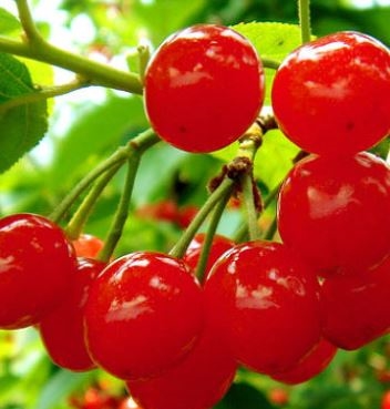 [포렌코즈-화장품 성분] 앵도나무열매추출물 ( 앵두추출물, Prunus Tomentosa Fruit Extract )