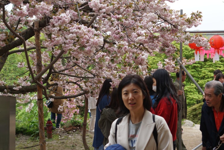  서산 용현자연휴양림, 개심사 벚꽃(2019.4.27~4.28)