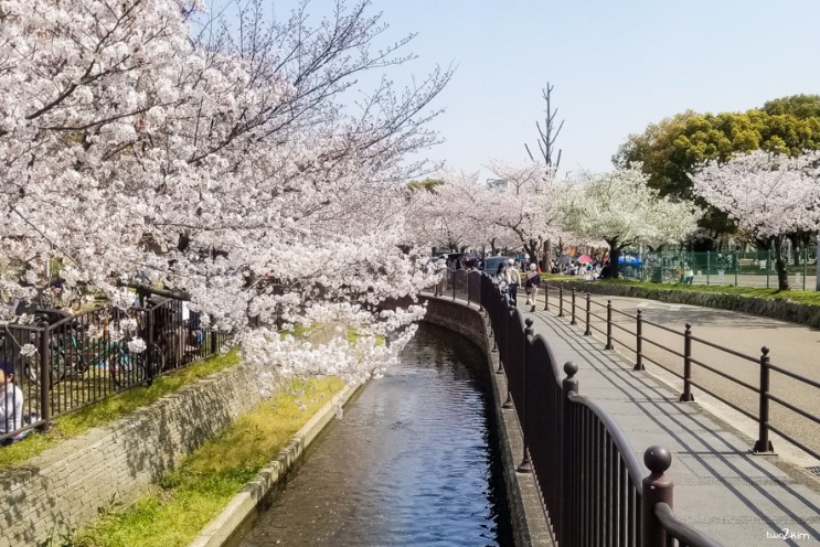 한참 지난 뒤에 쓰는 벚꽃 산책기