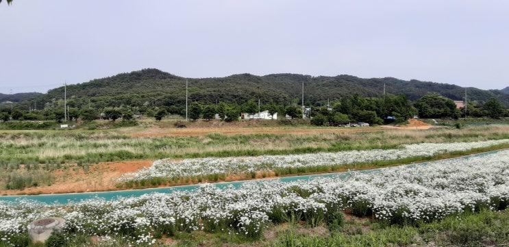  서산여행 서산 가볼만한곳 운산 용장천 역천 샤스타데이지 700m 꽃길