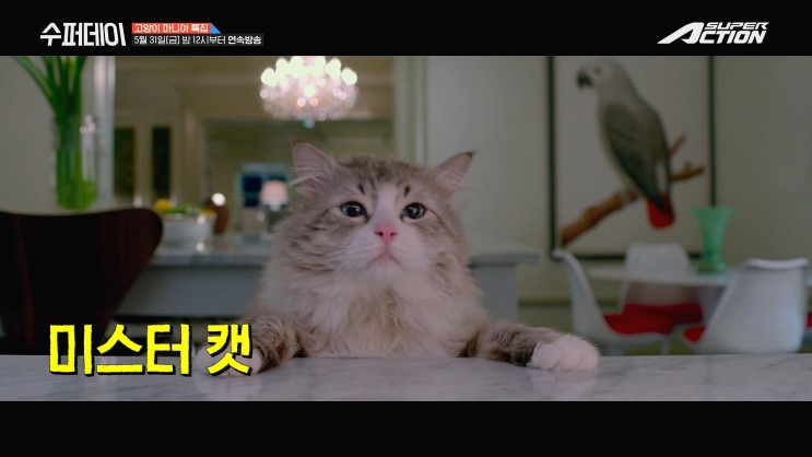 [수퍼데이] 고양이 영화 특집 | 냥집사를 위한 수퍼 정주행!