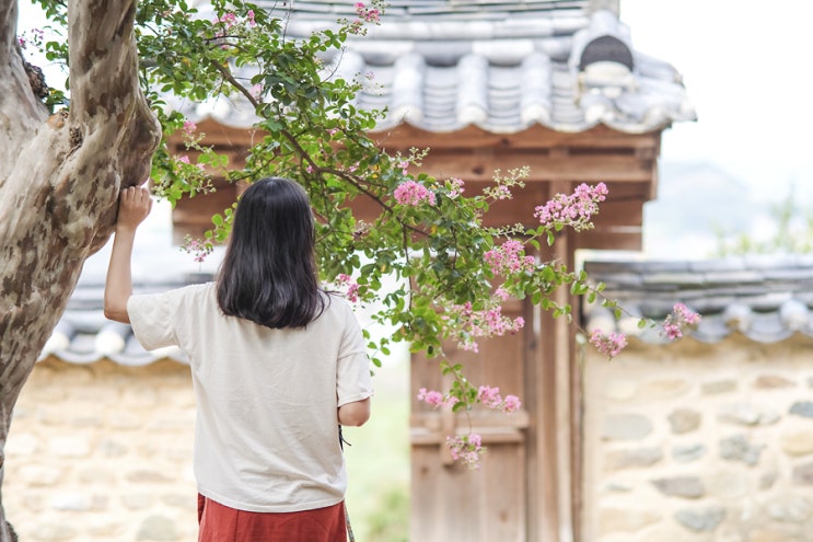  대국 배롱나무, 군위 리틀포레스트 세트장에서