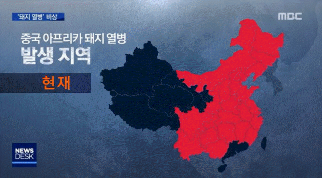 [Money Today] 중국 아프리카돼지열병(African Swine Fever, ASF) - 백신도 없어 '감염되면' 치사율 100%…