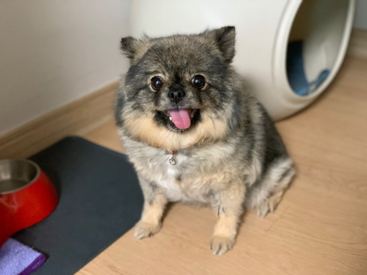 포메라니안 강아지와 금요일 즐겨요