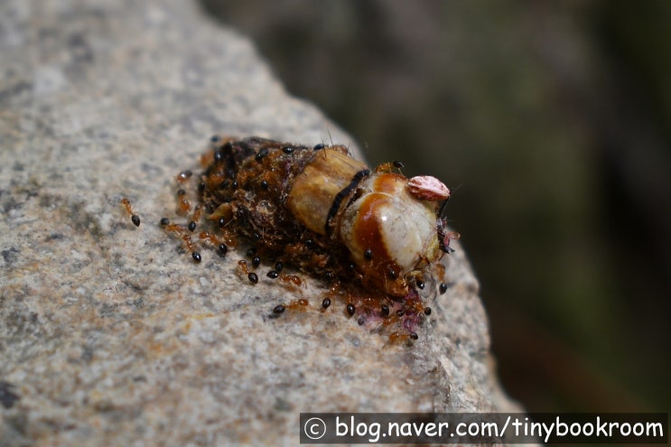 애벌레를 해체하는 배검은꼬마개미 Monomorium intrudens