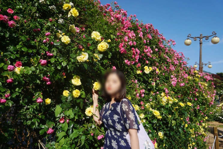  나들이 다녀오기 좋은 서울대공원 장미원축제 후기️