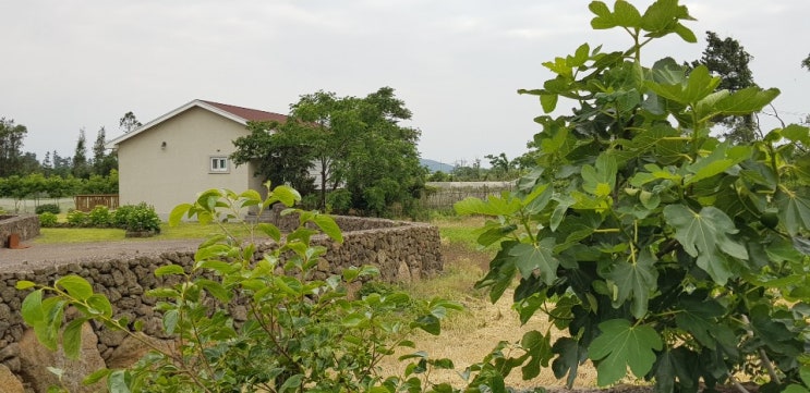  [제주도 임대 연세] 한경면 연세, 한경면 주택임대