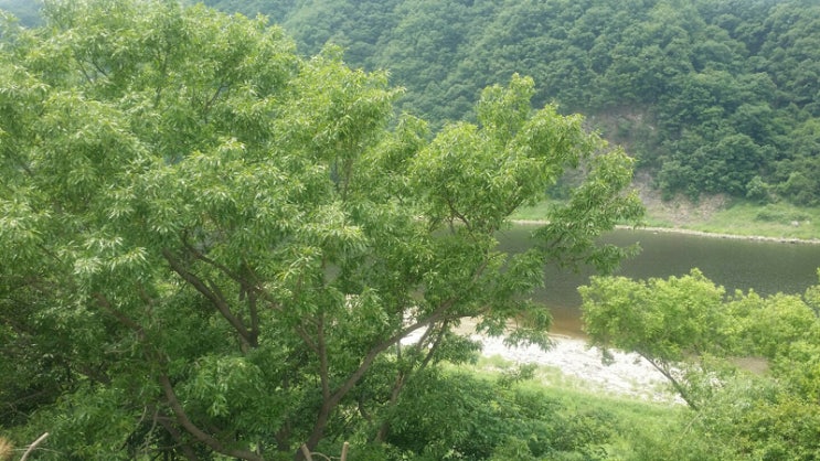  전원주택/캠팽/글램핑/주말농장