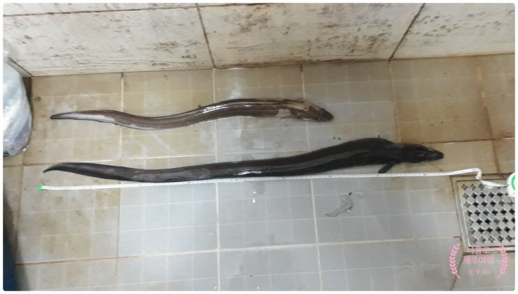 제주항 붕장어 원투 낚시 미끼 선택 및 운영 방법 제주항 붕장어 원투 낚시 미끼 선택 및 운영 방법