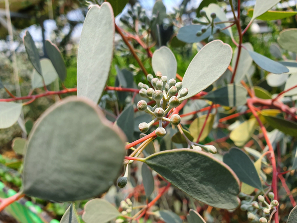  유칼립투스 웹스테리아나(websteriana) 꽃대