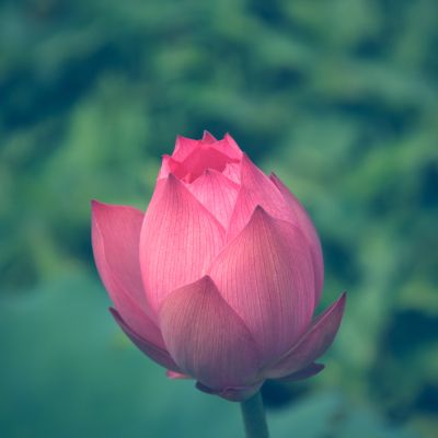  다시 시작하는 "법화경 사경"
