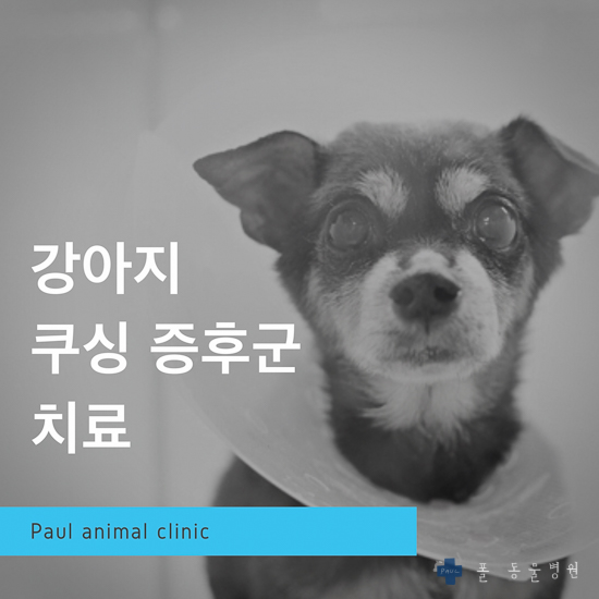 강아지 쿠싱 증후군, 부신 피질 기능 항진증 진단, 치료 & 분당 24시 폴 동물병원