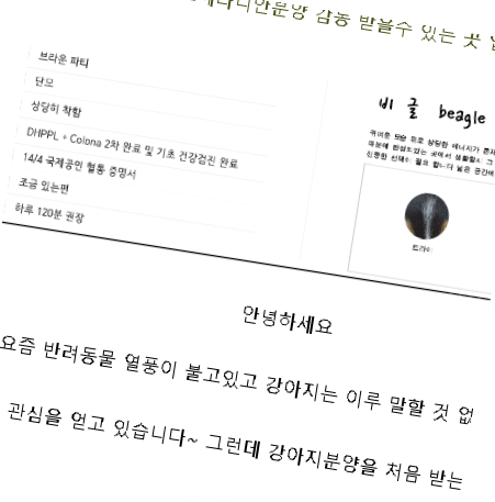  성동구포메라니안분양 감동 받을수 있는 곳 입니다.