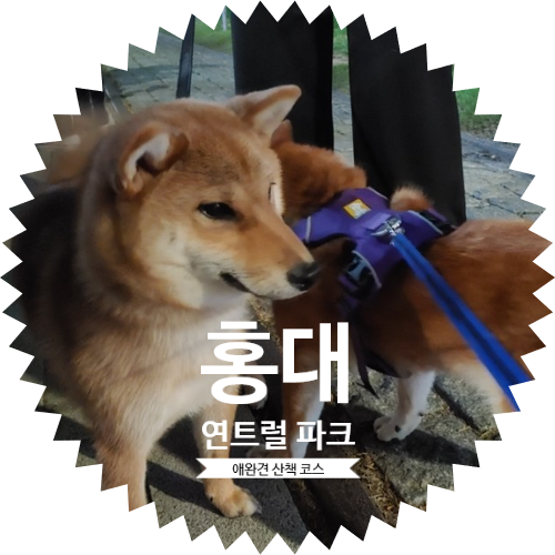  경의선숲길 연트럴파크 시바견 트래킹 산책