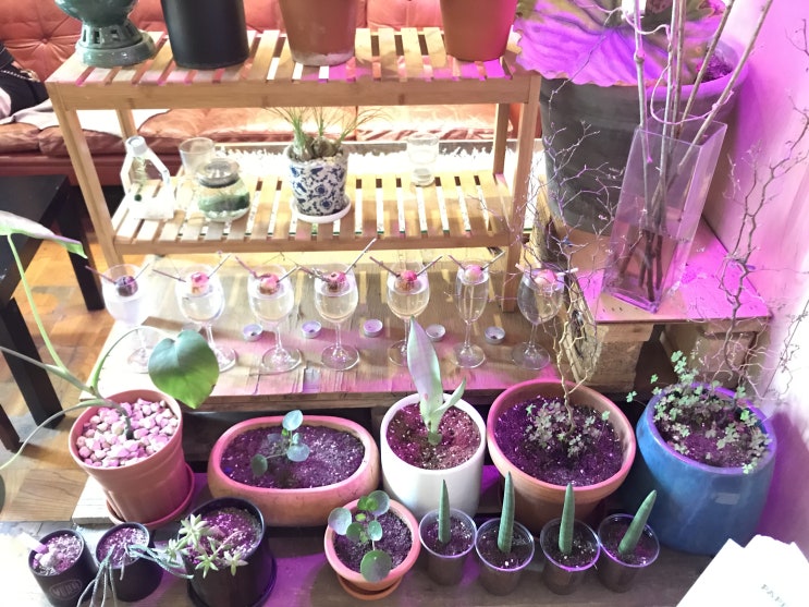  VERS GARDEN & HOUSE : 연남동카페 벌스하우스