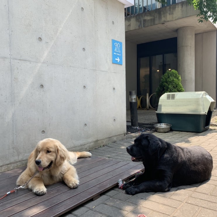  [아지 일상] 190527-190602