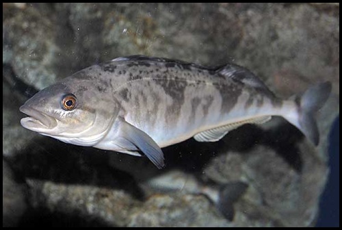  임연수어(臨淵水魚)