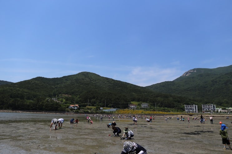  경남 거제 / 거제 다대체험마을에서 갯벌체험하고 왔어요.