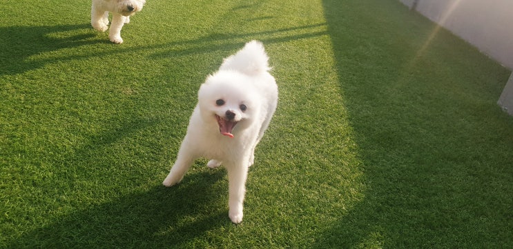  [애견호텔] 멍스토리호텔 - 도담이의 호텔생활기~!