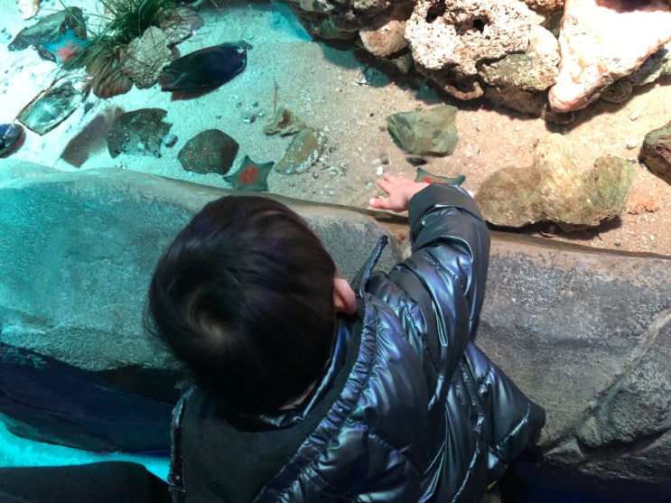  2019.1.26 +753일. 날씨가 너무 좋은 오늘. 식당3선에서 점심, 부산아쿠아리움 (불가사리 만져봤어요)