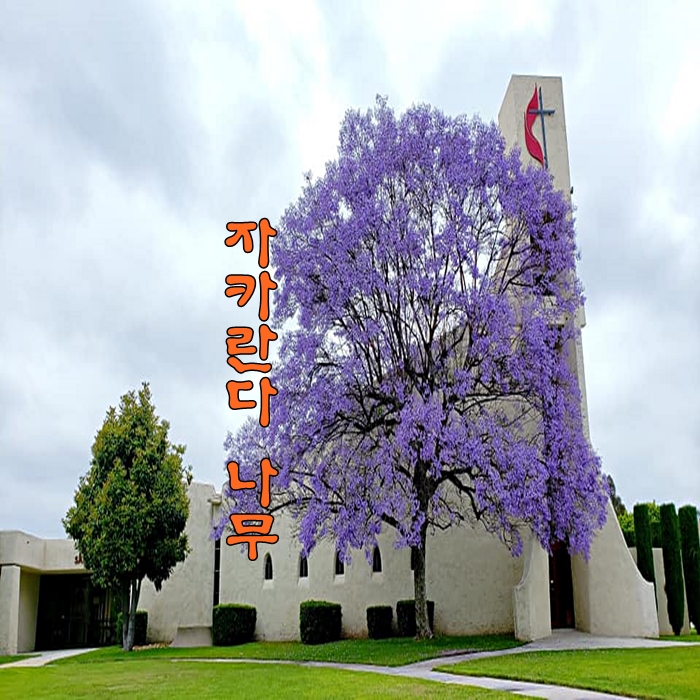  캘리포니아 어바인의 자카란다 나무 이쁘네요^^