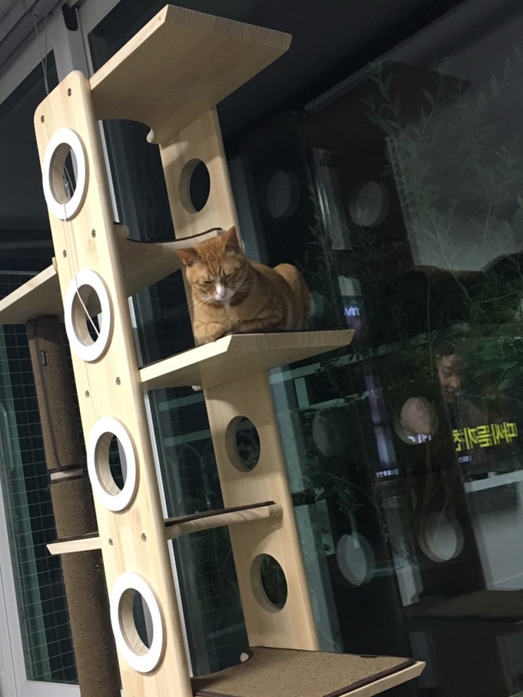  집착 고양이