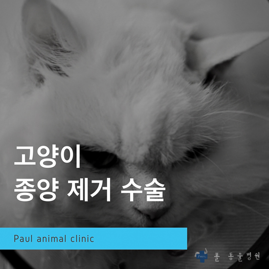 강아지 고양이 비만세포종 수술, 종양 수술 & 분당 24시 폴 동물병원