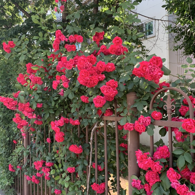  일상 ::: 190527-190602