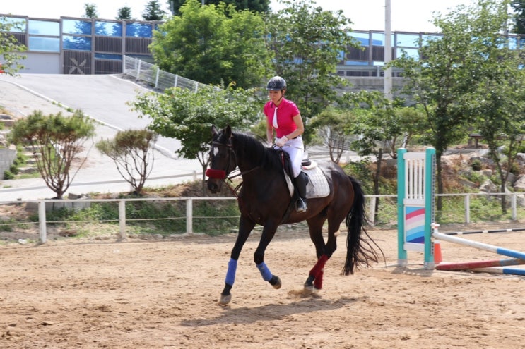  새로 바뀐 마장마술D클래스 그려보기 with 대륵(Curb Bit), 마장마술동영상, 제6회 파밀리에승마장 승마대회 보고서, 장애물 인생샷