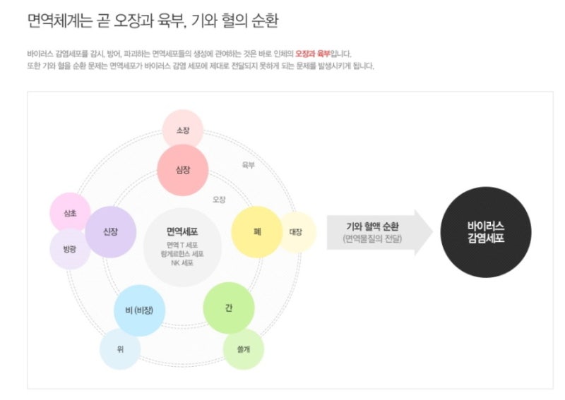 자궁경부이형성증 증상의 근본 원인을 해결하는 면역치료 4
