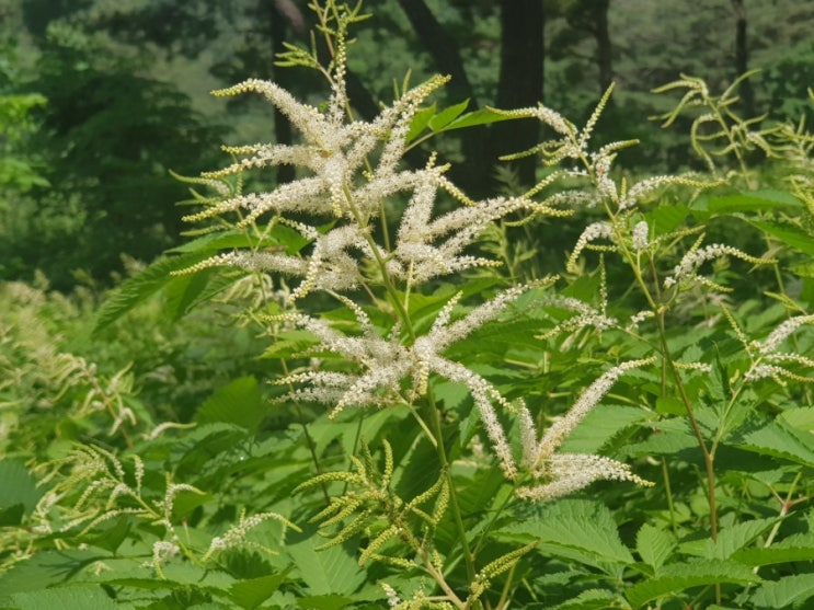  산림복합경영 눈개승마농장에서 생각해 봅니다