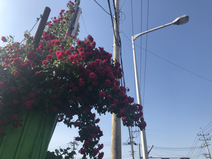  주부일상