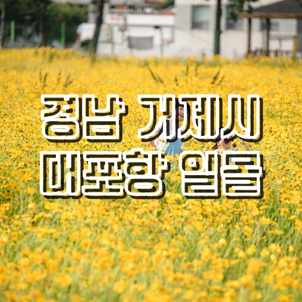 [거제도여행] 금계국 꽃밭, 해물짬뽕 먹방, 대포항 일몰