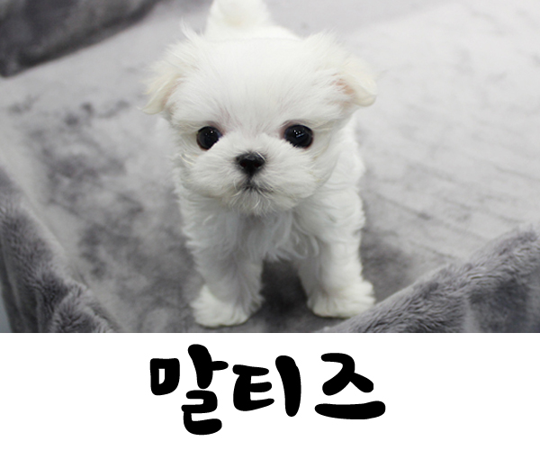  말티즈 분양 정보(말티즈 분양가격,말티즈 특징,말티즈 성격) 알아보기 !