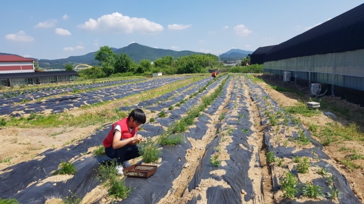 푸르메스마트팜 서울농원 열네번째소식 - 꽃차소믈리에 직업체험(꽃차 만들기 체험)