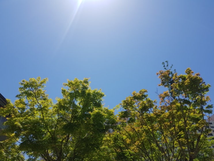  5월일상 세번째기록 : 먹고 놀고 여행하는 그런 일상