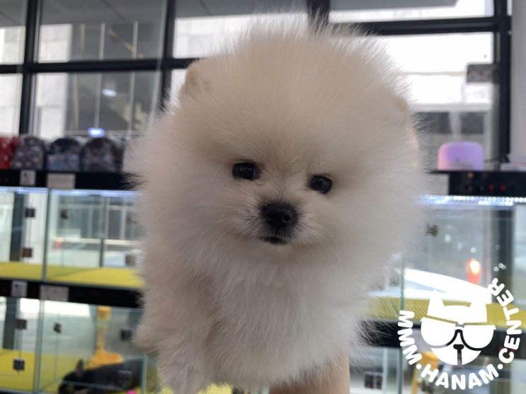  강아지 3대 질병 파보, 코로나, 홍역에 대해~