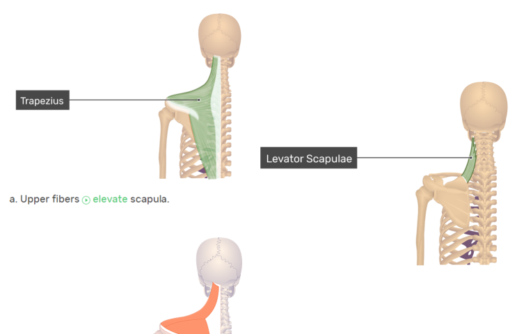  [동탄필라테스] 목을 회전하는데 쓰이는 근육 (Neck rotator)