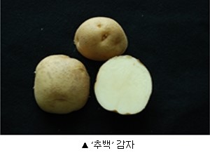 맛있는 감자전, ‘추백’감자로 만드세요~