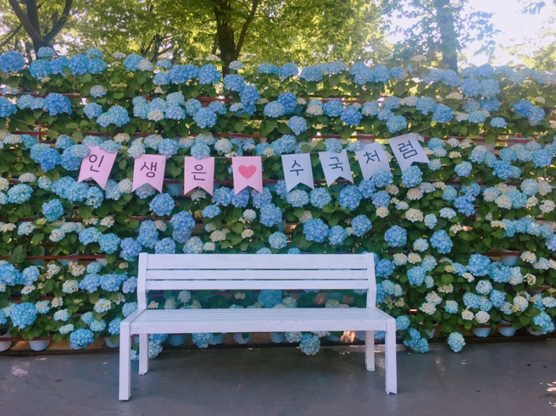 대구이월드 수국축제 솔직한후기/프리패스/통신사 요금할인카드/동물에게먹이기 2