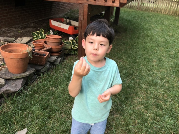  여름밤 반딧불이 잡기