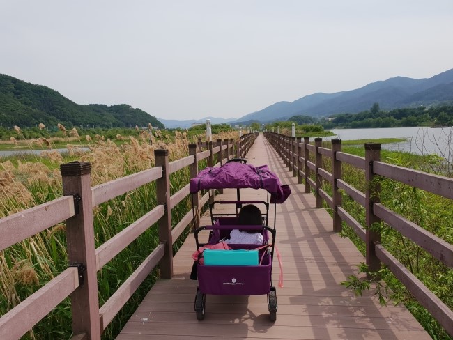 양구 가볼만한 곳 - 파로호꽃섬, 한반도섬, 한반도섬전망대, 비봉전망대, 인공습지 수중다리, 차박지, 뱃길나루터, 아이들과 산책하기 좋은 곳(19.6.1)